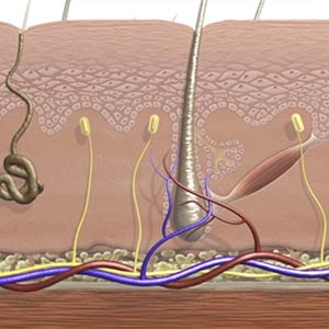 Funktion dauerhafte Haarentfernung, Praxis Dermatologie Hamburg, Steinkraus Skin