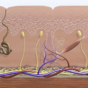 Funktion dauerhafte Haarentfernung, Praxis Dermatologie Hamburg, Steinkraus Skin